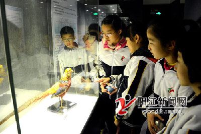 珍稀动物“入住”阳江市博物馆 展览至明年2月